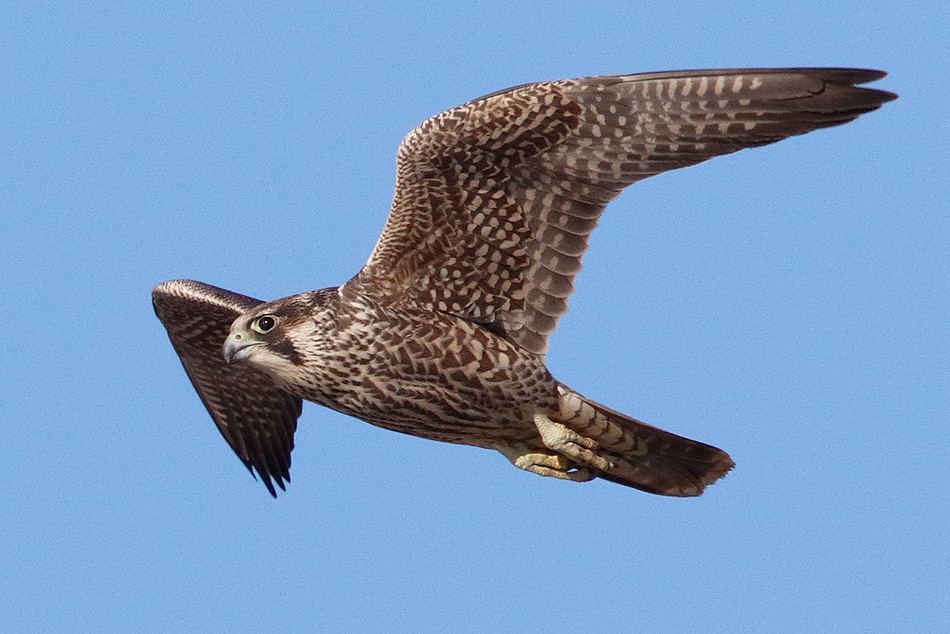 Falco pellegrino (Falco peregrinus) juv.